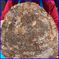 16.08LB Natural Petrified Wood Crystal Fossil Slice Shape Specimen Healing