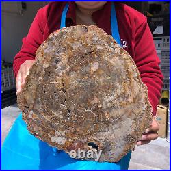 16.08LB Natural Petrified Wood Crystal Fossil Slice Shape Specimen Healing