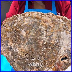 16.08LB Natural Petrified Wood Crystal Fossil Slice Shape Specimen Healing