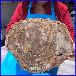 16.08LB Natural Petrified Wood Crystal Fossil Slice Shape Specimen Healing