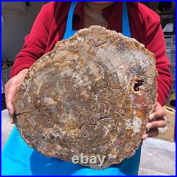 16.08LB Natural Petrified Wood Crystal Fossil Slice Shape Specimen Healing