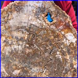 16.08LB Natural Petrified Wood Crystal Fossil Slice Shape Specimen Healing