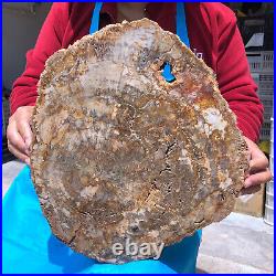 16.08LB Natural Petrified Wood Crystal Fossil Slice Shape Specimen Healing