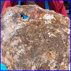 16.08LB Natural Petrified Wood Crystal Fossil Slice Shape Specimen Healing