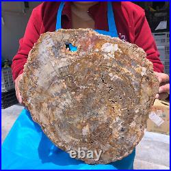 16.08LB Natural Petrified Wood Crystal Fossil Slice Shape Specimen Healing