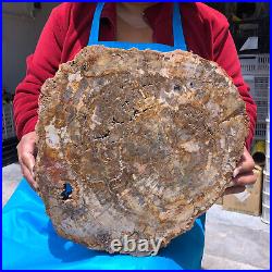 16.08LB Natural Petrified Wood Crystal Fossil Slice Shape Specimen Healing