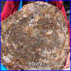 16.08LB Natural Petrified Wood Crystal Fossil Slice Shape Specimen Healing