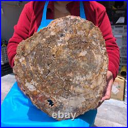 16.08LB Natural Petrified Wood Crystal Fossil Slice Shape Specimen Healing