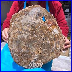 16.08LB Natural Petrified Wood Fossil Crystal Polished Slice- Madagascar