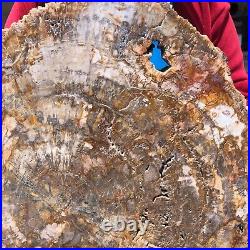 16.08LB Natural Petrified Wood Fossil Crystal Polished Slice- Madagascar