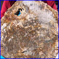 16.08LB Natural Petrified Wood Fossil Crystal Polished Slice Madagascar 1123