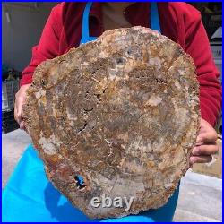 16.08LB Natural Petrified Wood Fossil Crystal Polished Slice Madagascar 1123