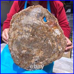 16.08LB Natural Petrified Wood Fossil Crystal Polished Slice Madagascar 1123