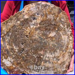 16.08LB Natural Petrified Wood Fossil Crystal Polished Slice Madagascar 1123