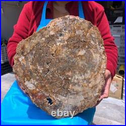 16.08LB Natural Petrified Wood Fossil Crystal Polished Slice Madagascar 1123