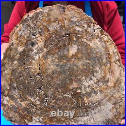 16.08LB Natural Petrified Wood Fossil Crystal Polished Slice- Madagascar