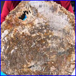 16.08LB Natural Petrified Wood Fossil Crystal Polished Slice- Madagascar