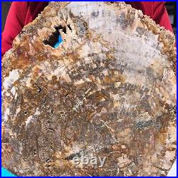 16.08LB Natural Petrified Wood Fossil Crystal Polished Slice- Madagascar