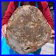 16_08LB_Natural_Petrified_Wood_Fossil_slab_Crystal_mineral_Slice_reiki_Healing_01_trah