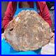16_08LB_Natural_Petrified_Wood_Slice_Real_Authentic_Piece_History_Fossil_662_01_bdny