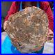 16_08LB_Natural_petrified_wood_fossil_crystal_polished_slice_Madagascar_1123_01_psjr