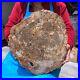 16_08LB_Natural_petrified_wood_fossil_crystal_polished_slice_Madagascar_1123_01_yg
