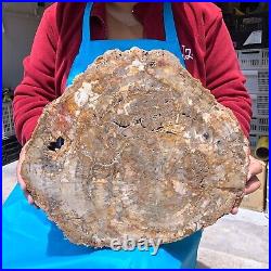 16.08LB Natural petrified wood fossil crystal polished slice Madagascar 1123