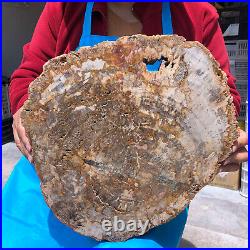 16.08lb Natural Petrified Wood Fossil Crystal Polished Slice