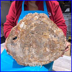 16.08lb Natural Petrified Wood Fossil Crystal Polished Slice