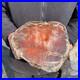 16_3lb_Rare_Natural_petrified_wood_rough_Wood_fossil_mineral_specimen_healing_01_bxo