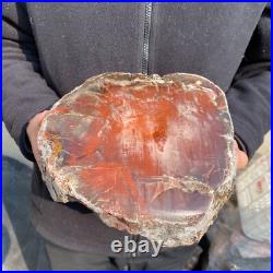 16.3lb Rare Natural petrified wood rough Wood fossil mineral specimen healing 16.3lb Rare Natural petrified wood rough Wood fossil mineral specimen healing