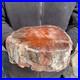 16_3lb_Rare_Natural_petrified_wood_rough_Wood_fossil_mineral_specimen_healing_01_op