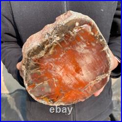 16.3lb Rare Natural petrified wood rough Wood fossil mineral specimen healing 16.3lb Rare Natural petrified wood rough Wood fossil mineral specimen healing