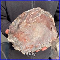 16.3lb Rare Natural petrified wood rough Wood fossil mineral specimen healing 16.3lb Rare Natural petrified wood rough Wood fossil mineral specimen healing