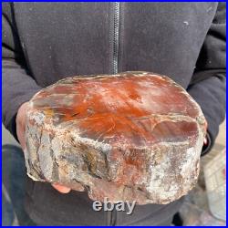 16.3lb Rare Natural petrified wood rough Wood fossil mineral specimen healing 16.3lb Rare Natural petrified wood rough Wood fossil mineral specimen healing