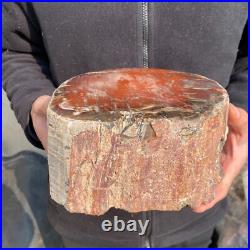 16.3lb Rare Natural petrified wood rough Wood fossil mineral specimen healing 16.3lb Rare Natural petrified wood rough Wood fossil mineral specimen healing
