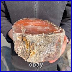 16.3lb Rare Natural petrified wood rough Wood fossil mineral specimen healing 16.3lb Rare Natural petrified wood rough Wood fossil mineral specimen healing