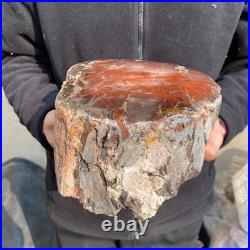 16.3lb Rare Natural petrified wood rough Wood fossil mineral specimen healing 16.3lb Rare Natural petrified wood rough Wood fossil mineral specimen healing