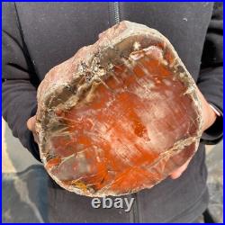 16.3lb Rare Natural petrified wood rough Wood fossil mineral specimen healing 16.3lb Rare Natural petrified wood rough Wood fossil mineral specimen healing
