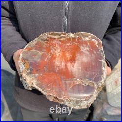 16.3lb Rare Natural petrified wood rough Wood fossil mineral specimen healing 16.3lb Rare Natural petrified wood rough Wood fossil mineral specimen healing