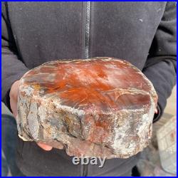 16.3lb Rare Natural petrified wood rough Wood fossil mineral specimen healing 16.3lb Rare Natural petrified wood rough Wood fossil mineral specimen healing
