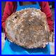 16_41LB_Large_Natural_Petrified_Wood_Crystal_Fossil_Slice_Shape_Specimen_Healing_01_njl