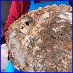 16.41LB Large Natural Petrified Wood Crystal Fossil Slice Shape Specimen Healing 16.41LB Large Natural Petrified Wood Crystal Fossil Slice Shape Specimen Healing
