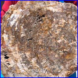 16.41LB Large Natural Petrified Wood Crystal Fossil Slice Shape Specimen Healing 16.41LB Large Natural Petrified Wood Crystal Fossil Slice Shape Specimen Healing