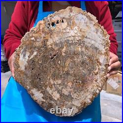 16.41LB Large Natural Petrified Wood Crystal Fossil Slice Shape Specimen Healing 16.41LB Large Natural Petrified Wood Crystal Fossil Slice Shape Specimen Healing