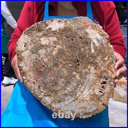 16.41LB Large Natural Petrified Wood Crystal Fossil Slice Shape Specimen Healing 16.41LB Large Natural Petrified Wood Crystal Fossil Slice Shape Specimen Healing