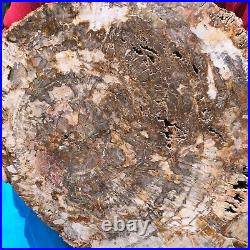16.41LB Large Natural Petrified Wood Crystal Fossil Slice Shape Specimen Healing 16.41LB Large Natural Petrified Wood Crystal Fossil Slice Shape Specimen Healing
