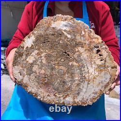 16.41LB Natural Petrified Wood Crystal Fossil Slice Shape Specimen Healing