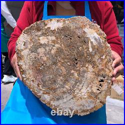 16.41LB Natural Petrified Wood Crystal Fossil Slice Shape Specimen Healing