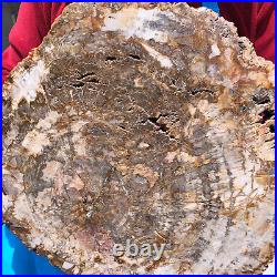 16.41LB Natural Petrified Wood Crystal Fossil Slice Shape Specimen Healing